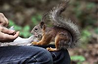 Fauna & Flora: squirrel in action