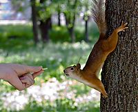 Fauna & Flora: squirrel in action