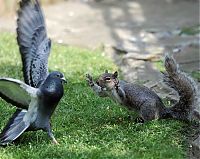 Fauna & Flora: squirrel in action