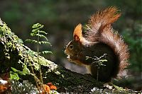 Fauna & Flora: squirrel in action