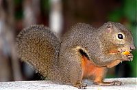 Fauna & Flora: squirrel in action