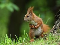 Fauna & Flora: squirrel in action