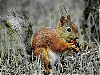 Fauna & Flora: squirrel in action