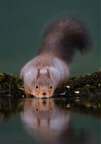 Fauna & Flora: squirrel in action