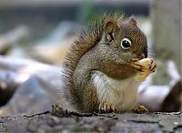 Fauna & Flora: squirrel in action