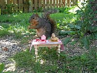 Fauna & Flora: squirrel in action