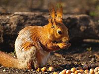 Fauna & Flora: squirrel in action