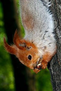 Fauna & Flora: squirrel in action