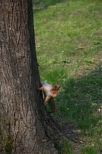 Fauna & Flora: squirrel in action