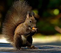 Fauna & Flora: squirrel in action