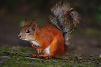 Fauna & Flora: squirrel in action