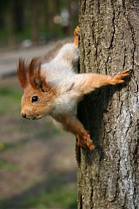 Fauna & Flora: squirrel in action