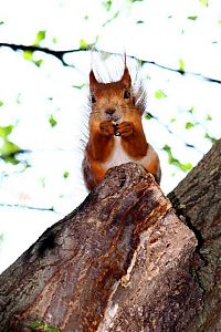 Fauna & Flora: squirrel in action