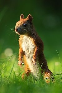 Fauna & Flora: squirrel in action