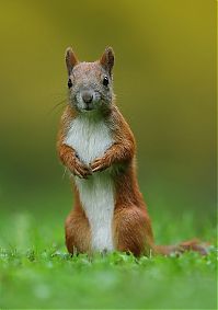 Fauna & Flora: squirrel in action