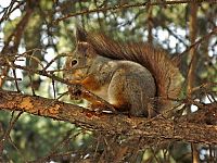 Fauna & Flora: squirrel in action