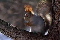 Fauna & Flora: squirrel in action