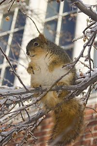 Fauna & Flora: squirrel in action