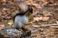 Fauna & Flora: squirrel in action