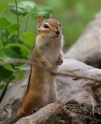 Fauna & Flora: squirrel in action