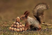 Fauna & Flora: squirrel in action