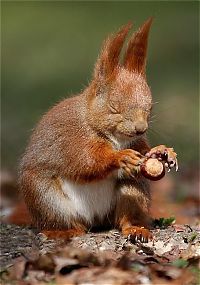 Fauna & Flora: squirrel in action