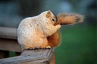 Fauna & Flora: squirrel in action