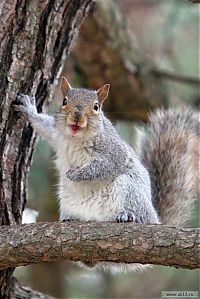 Fauna & Flora: squirrel in action