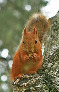 Fauna & Flora: squirrel in action