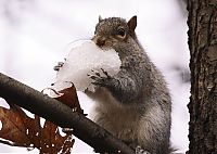 Fauna & Flora: squirrel in action