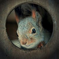 Fauna & Flora: squirrel in action