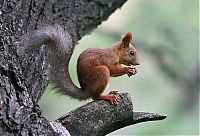 Fauna & Flora: squirrel in action