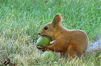 Fauna & Flora: squirrel in action