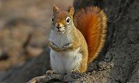 Fauna & Flora: squirrel in action