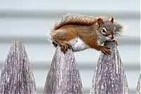 Fauna & Flora: squirrel in action