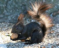 Fauna & Flora: squirrel in action