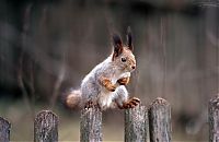 Fauna & Flora: squirrel in action