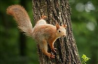 Fauna & Flora: squirrel in action