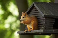 Fauna & Flora: squirrel in action