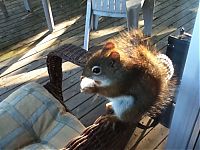 Fauna & Flora: squirrel in action