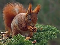 Fauna & Flora: squirrel in action