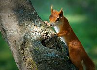 Fauna & Flora: squirrel in action