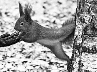 Fauna & Flora: squirrel in action