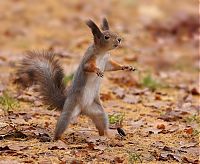 Fauna & Flora: squirrel in action