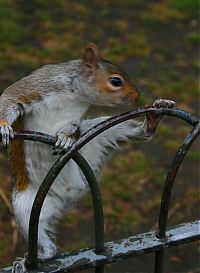 Fauna & Flora: squirrel in action