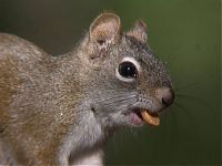 Fauna & Flora: squirrel in action