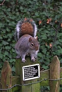 Fauna & Flora: squirrel in action