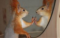 Fauna & Flora: squirrel in action