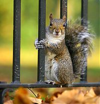 Fauna & Flora: squirrel in action