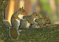 Fauna & Flora: squirrel in action